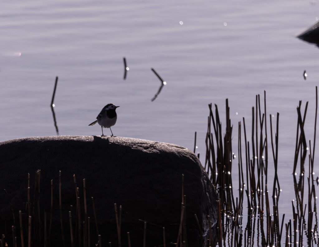 Wildlife photo from Estonia, February 2024, by Martin Marfeldt