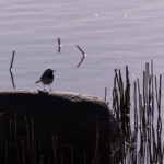 Wildlife photo from Estonia, February 2024, by Martin Marfeldt