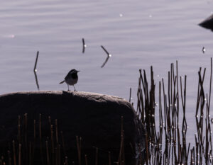 Wildlife photo from Estonia, February 2024, by Martin Marfeldt