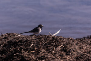 Wildlife photo from Estonia, February 2024, by Martin Marfeldt