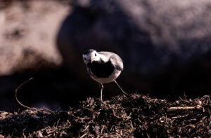 Wildlife photo from Estonia, February 2024, by Martin Marfeldt