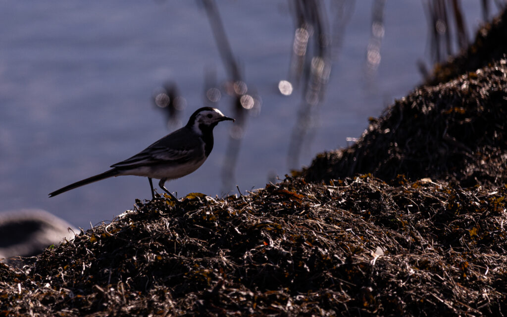 Wildlife photo from Estonia, February 2024, by Martin Marfeldt