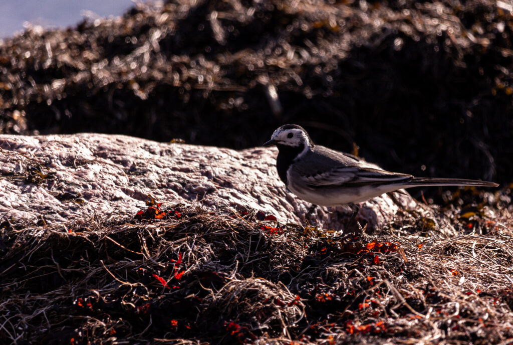 Wildlife photo from Estonia, February 2024, by Martin Marfeldt