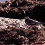 Wildlife photo from Estonia, February 2024, by Martin Marfeldt