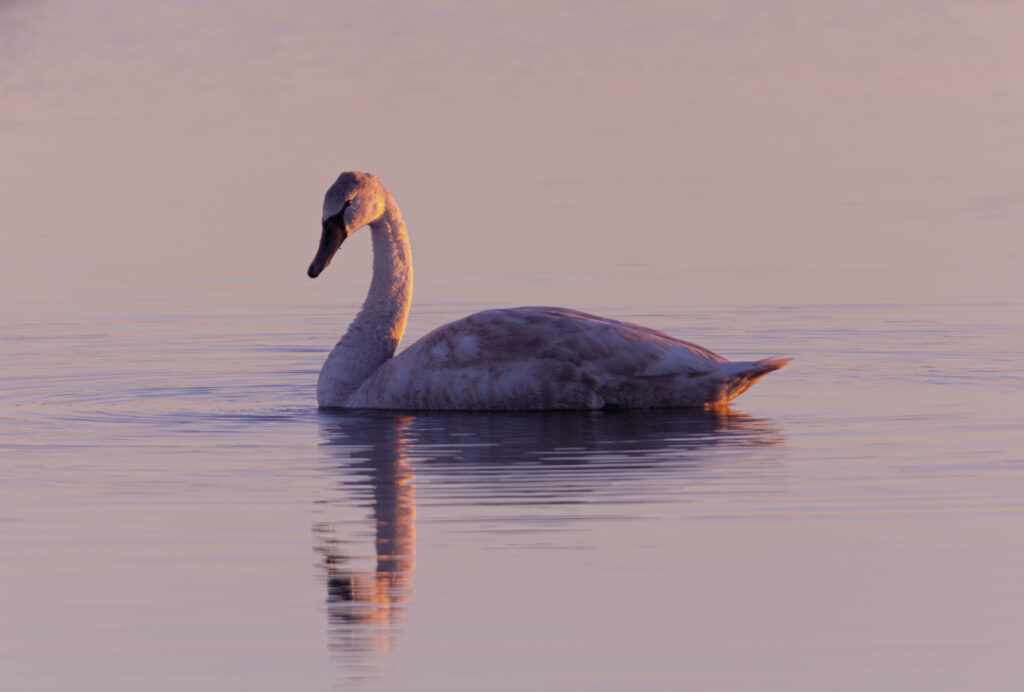 Wildlife photo from Estonia, February 2024, by Martin Marfeldt