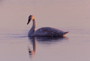 Wildlife photo from Estonia, February 2024, by Martin Marfeldt