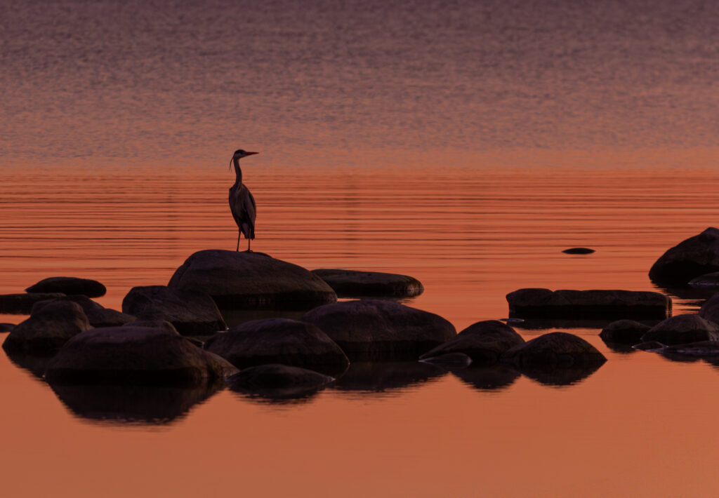 Wildlife photo from Estonia, February 2024, by Martin Marfeldt