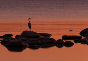 Wildlife photo from Estonia, February 2024, by Martin Marfeldt