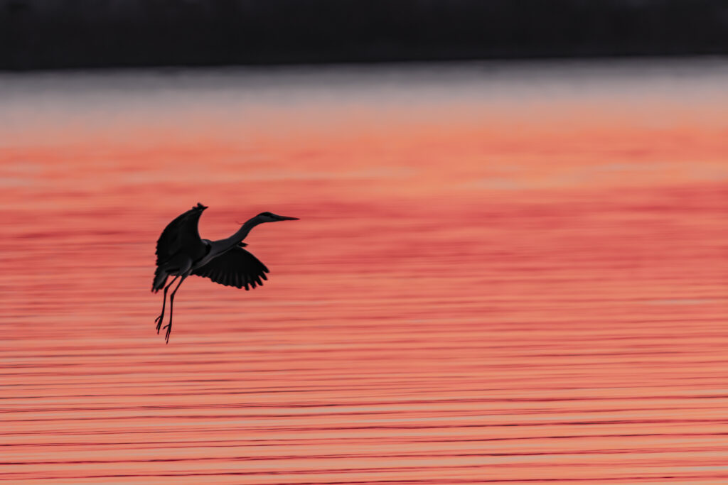 Wildlife photo from Estonia, February 2024, by Martin Marfeldt