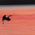 Wildlife photo from Estonia, February 2024, by Martin Marfeldt