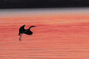 Wildlife photo from Estonia, February 2024, by Martin Marfeldt