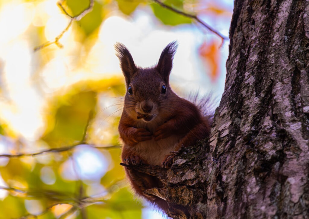 Wildlife photo from Estonia, September 2024, by Martin Marfeldt