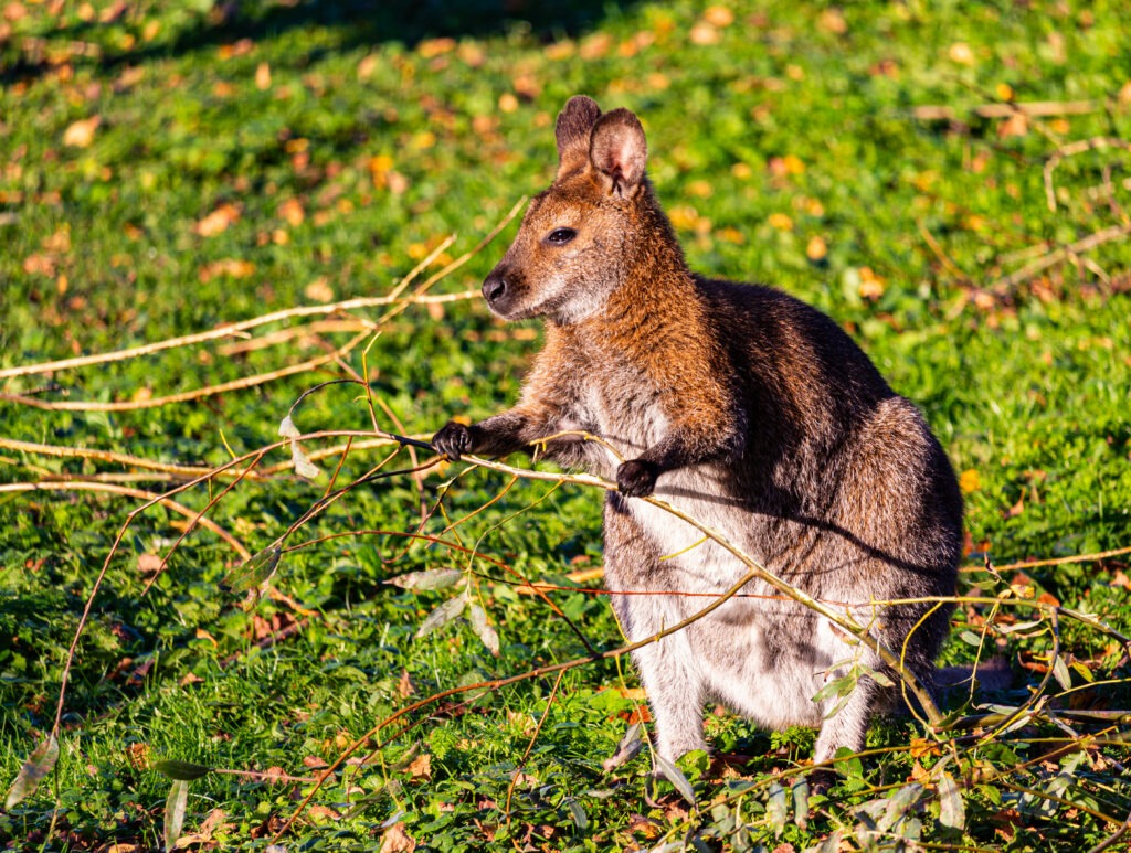 Wildlife photo from Estonia, September 2024, by Martin Marfeldt