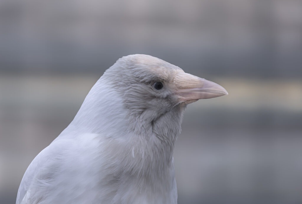 Wildlife photo from Estonia, September 2024, by Martin Marfeldt