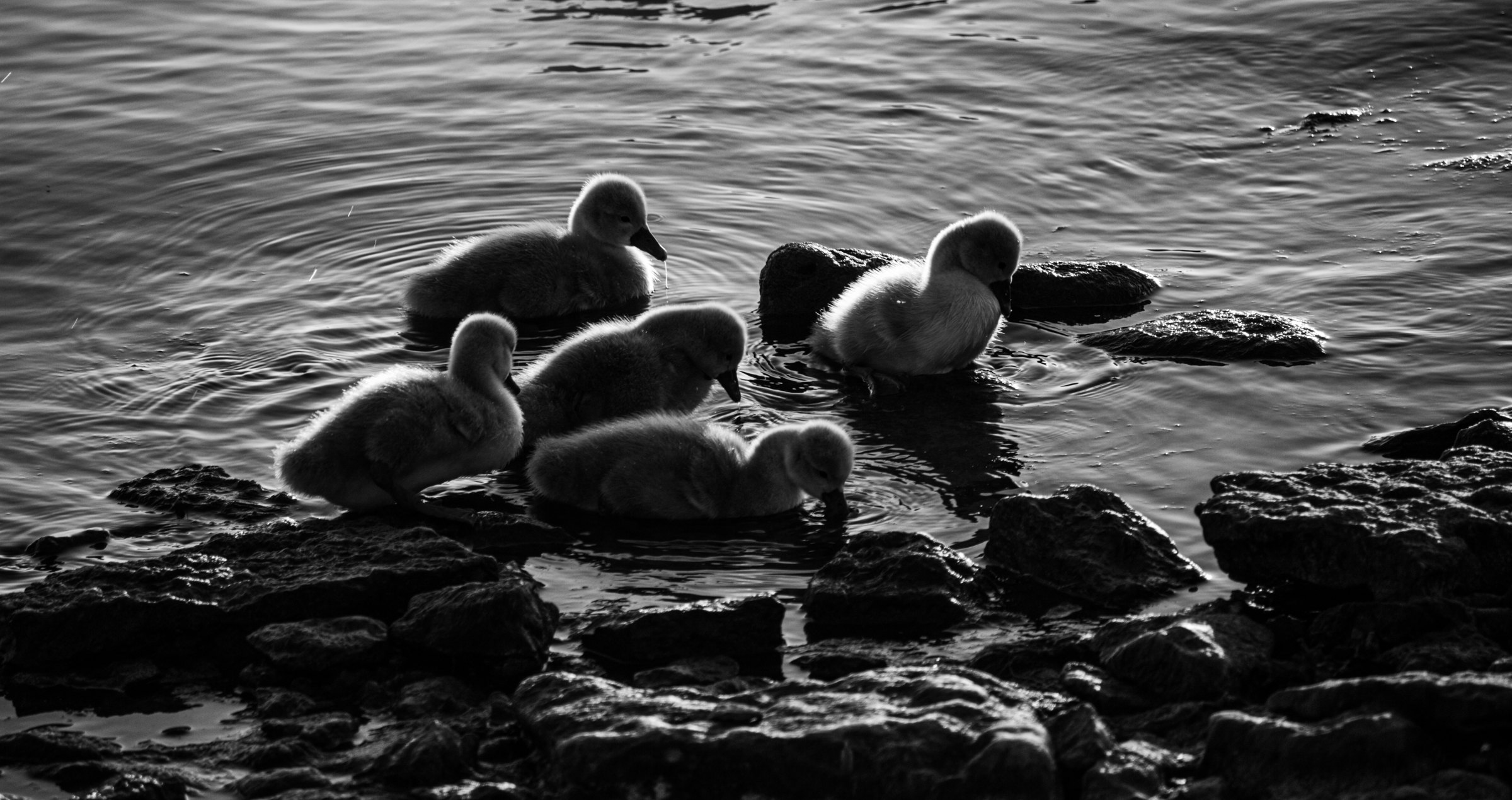 Cygnets feeding at the water’s edge, in the first light