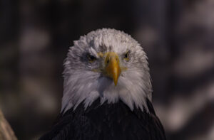 Bald eagle staring straight at the camera against a dark blurred background