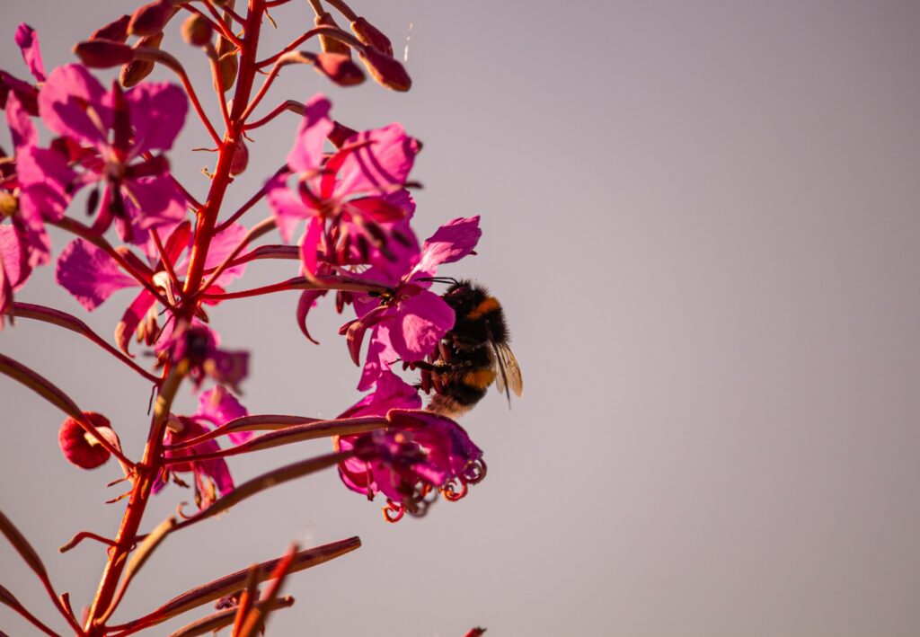Bumblebee feeding on bright pink fireweed flowers against a pale sky