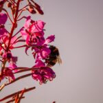 Bumblebee feeding on bright pink fireweed flowers against a pale sky