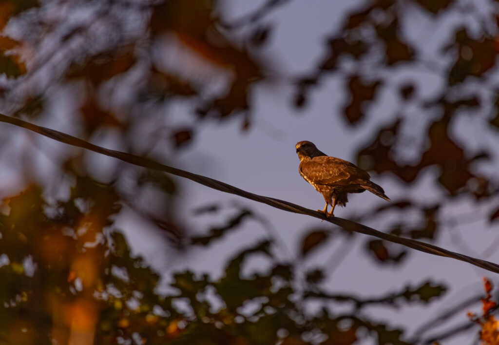 Common buzzard perched on a wire, framed by blurred oak leaves in golden light