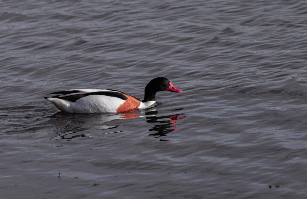 Male common shelduck with red bill swimming on rippled dark water