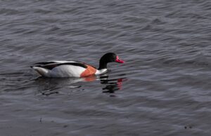 Male common shelduck with red bill swimming on rippled dark water