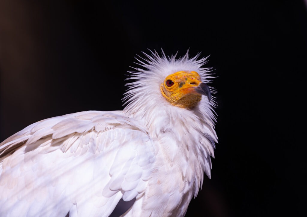 Egyptian vulture with a spiky white crest and yellow face against a black background