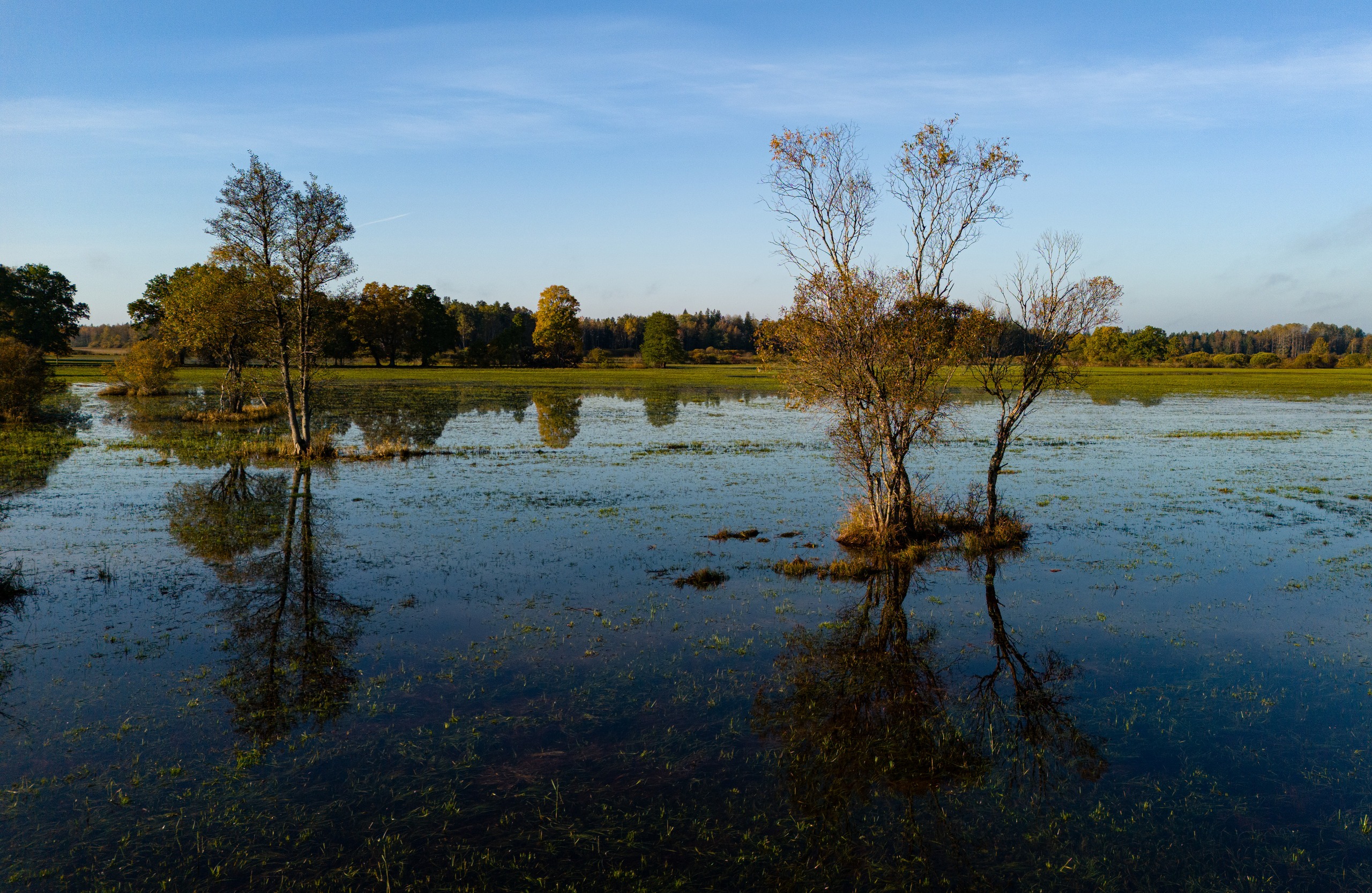 Birch trees standing in autumn floodwater with mirror reflections under a clear blue sky