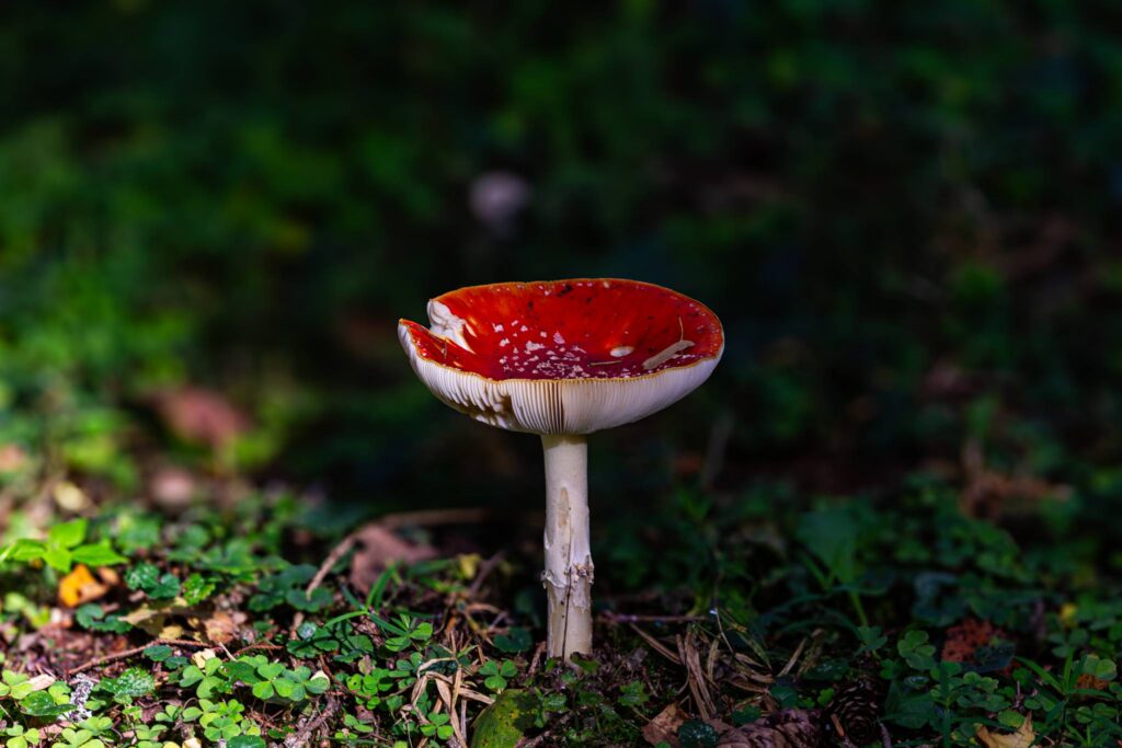 Red fly agaric mushroom lit by a patch of sun on the dark forest floor