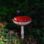 Red fly agaric mushroom lit by a patch of sun on the dark forest floor
