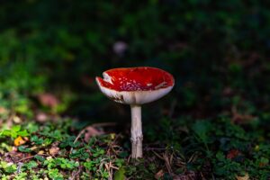 Red fly agaric mushroom lit by a patch of sun on the dark forest floor