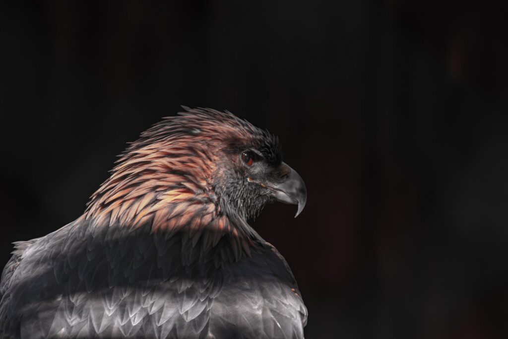 Golden eagle in profile with warm side light on its nape feathers against a black background