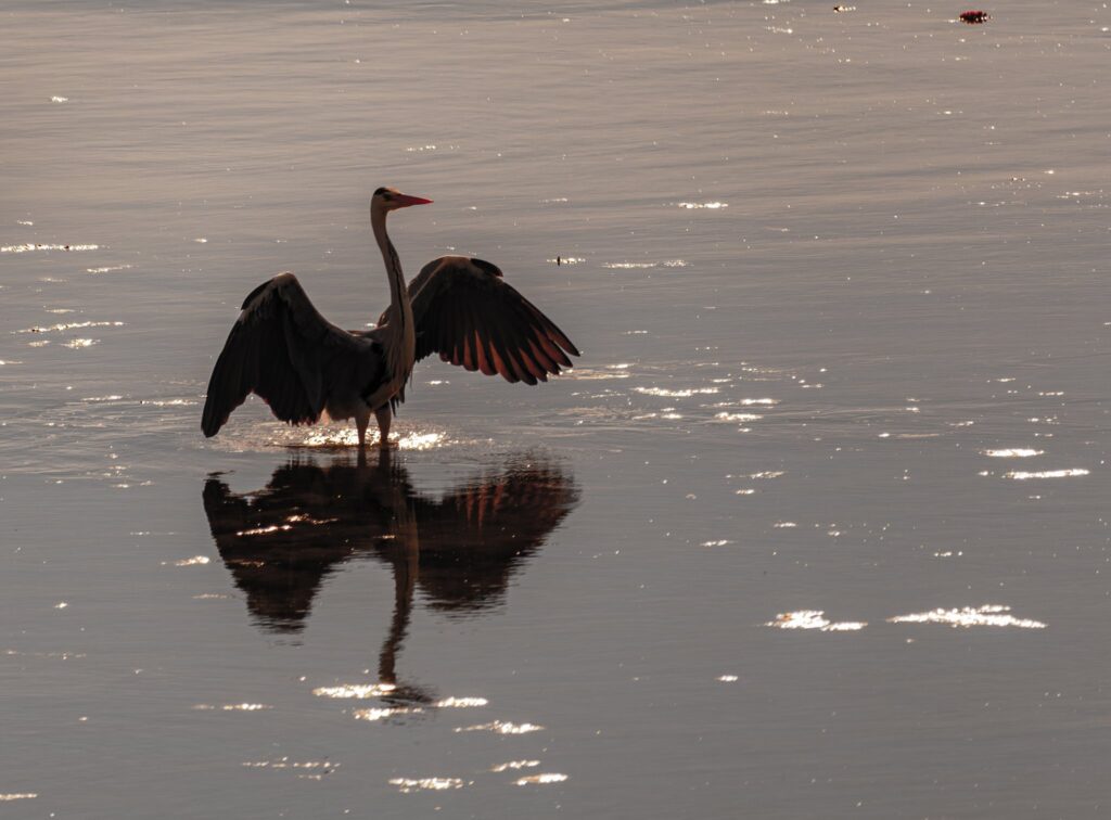 Grey heron standing in shallow sea water with wings spread, mirrored in sparkling water