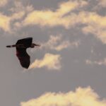 Grey heron flying against warm clouds, red light through its wing feathers