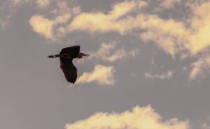 Grey heron flying against warm clouds, red light through its wing feathers