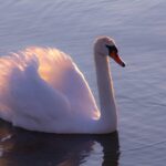 Mute swan on calm blue water, raised wing feathers glowing pink in low sunlight