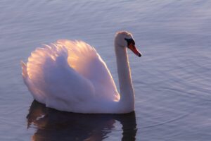 Mute swan on calm blue water, raised wing feathers glowing pink in low sunlight