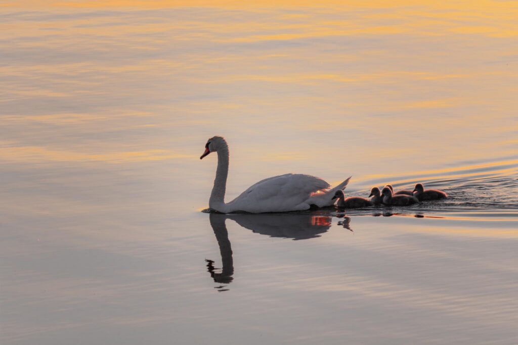 Mute swan leading five cygnets across golden evening water, reflection below