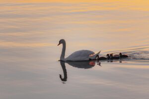 Mute swan leading five cygnets across golden evening water, reflection below