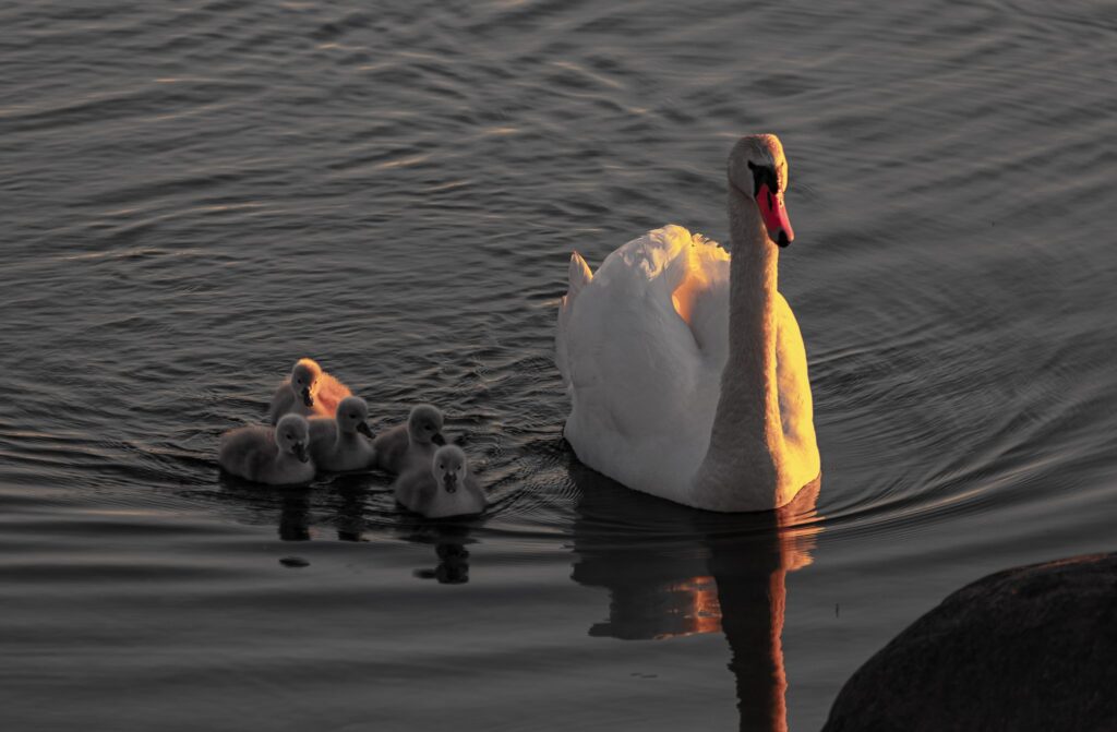 Mute swan lit by warm low sun swimming beside five grey cygnets