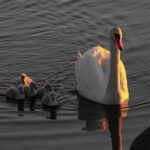 Mute swan lit by warm low sun swimming beside five grey cygnets