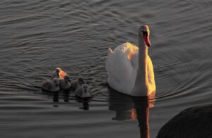 Mute swan lit by warm low sun swimming beside five grey cygnets