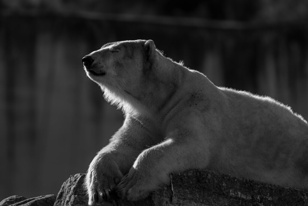 Polar bear resting on a rock with eyes closed and face raised to the sun, rim-lit, black and white