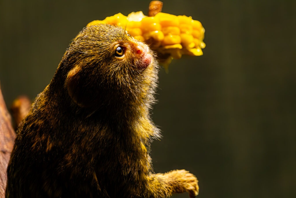 Pygmy marmoset looking up and reaching towards a piece of corn