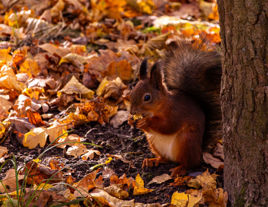 Red squirrel eating among orange autumn leaves beside a tree trunk
