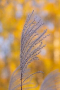 Silky silver reed plume against blurred golden autumn leaves
