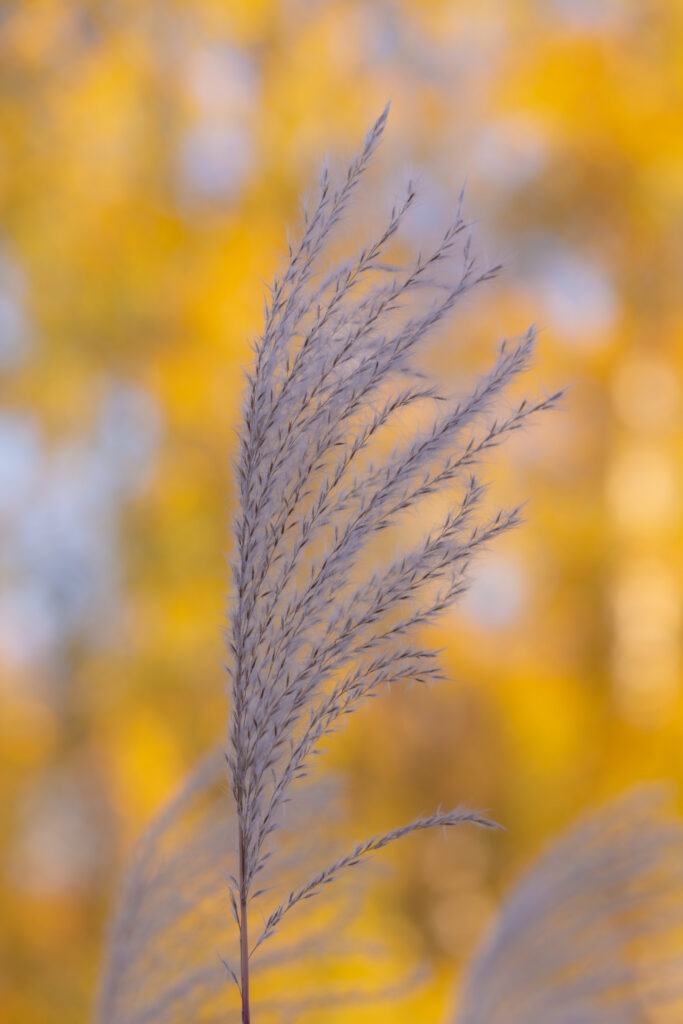 Silky silver reed plume against blurred golden autumn leaves