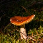 Orange-brown Russula mushroom in green moss, gills visible from a low angle
