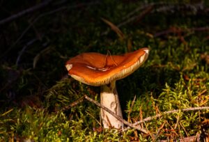 Orange-brown Russula mushroom in green moss, gills visible from a low angle
