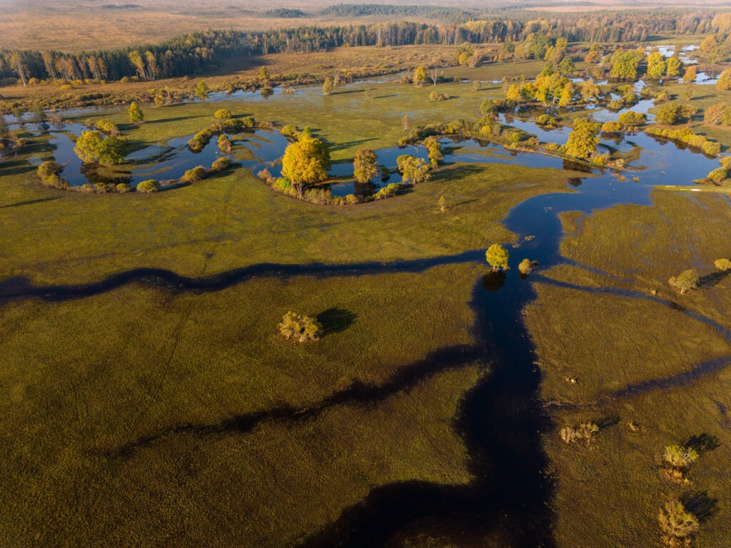 Aerial view of a flooded channel winding into oxbow lakes among yellow autumn trees