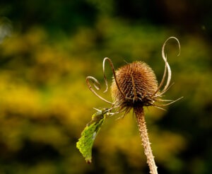 Dried teasel seed head with curled bracts and a green leaf against yellow and green bokeh